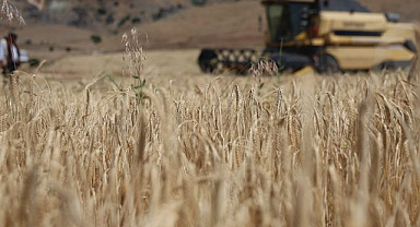Yılın ilk arpa hasadı başladı   