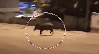 Yiyecek aramak için şehre indiiler