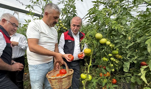 320 dekarlık alanda domates hasadı başladı