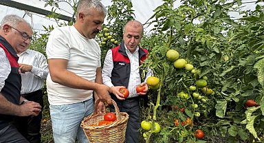 320 dekarlık alanda domates hasadı başladı
