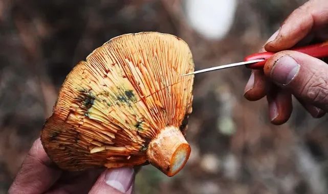Aman dikkat! Zehirli mantarlar masum türleri de etkiliyor