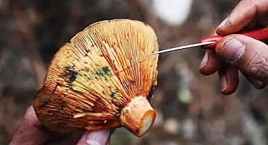 Aman dikkat! Zehirli mantarlar masum türleri de etkiliyor