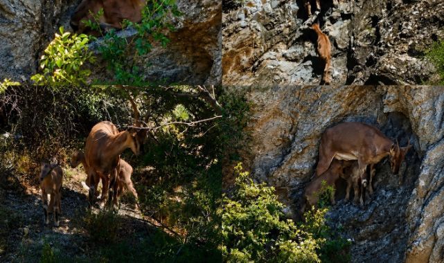 Anne ve yavru dağ keçileri görüntülendi