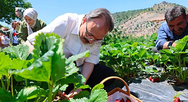 Beklenen hasat başladı