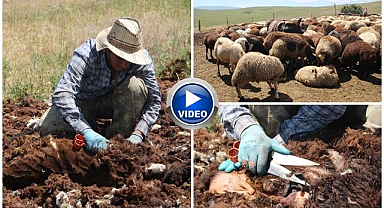 Bir zamanlar altın değerindeydi, şimdi kimse yüzüne bakmıyor