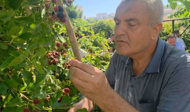 Böğürtlen bahçesinde sevgi hasadı