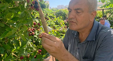 Böğürtlen bahçesinde sevgi hasadı