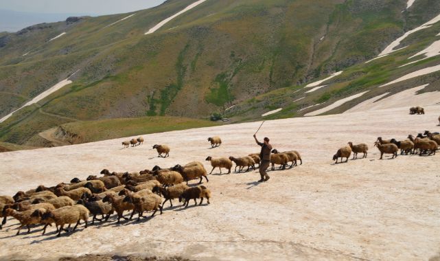 Bu dağ binlerce küçükbaş hayvanı ağırlıyor!