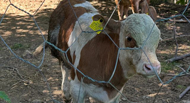 Buzağılar güvence altında