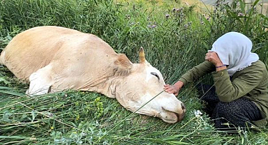 Çaresizliğin fotoğrafı! İneğine sarılıp saatlerce ağladı
