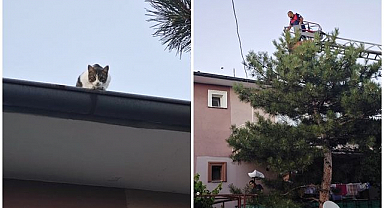 Çatıda mahsur kalan kedi ekipleri harekete geçirdi