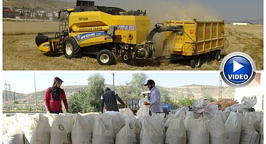 Çiftçinin yüzünü güldüren hasat