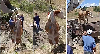 Dere yatağına düşen inek kepçeyle kurtarıldı