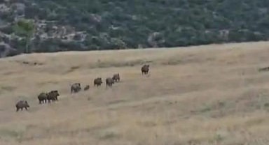 Domuz sürüsü kameralara yansıdı