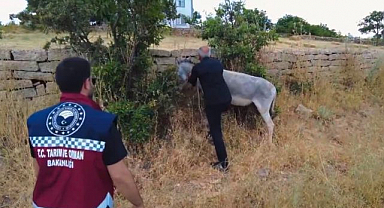 Ekipler harekete geçti! Başıboş hayvanlar toplandı