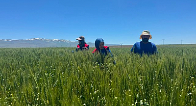 Erzurum'da sertifikalı tohumluklar mercek altında