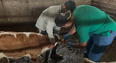 Hayvancılıkta kayıt ve aşılama seferberliği
