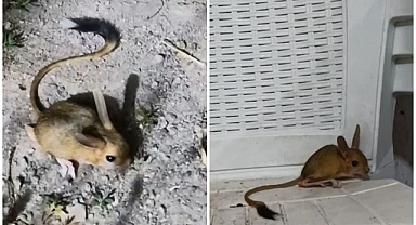 Kapısını açtı, karşısında Arap tavşanını buldu