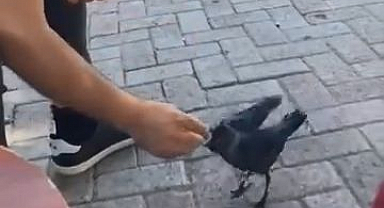 Kargayı elleriyle besledi 