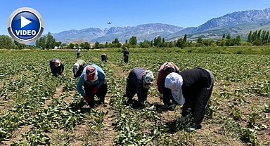 Kavurucu sıcakta pancar mesaisi