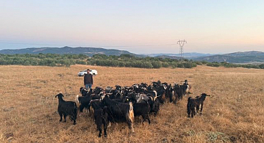 Kayıp keçilere dron destekli arama çalışması