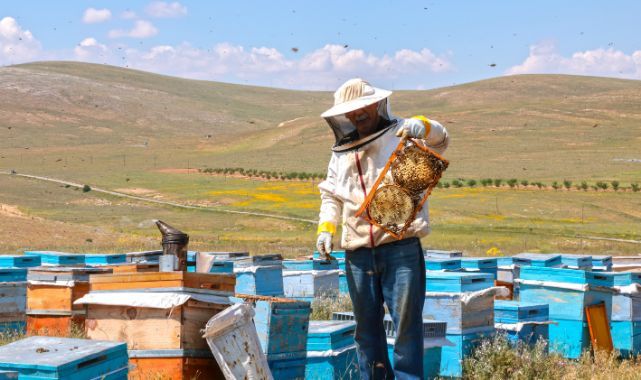 Keven balı hasadında bu yıl 65 ton rekolte bekleniyor