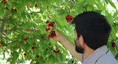 Kiraz üreticileri sezondan umutlu