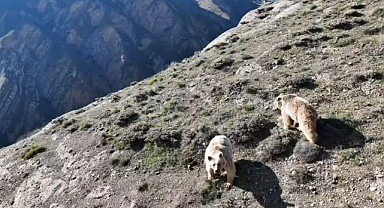 Korku dolu anlar! Ayı saldırısında ağır yaralandı