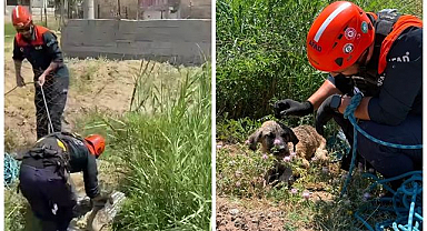 Kuyuya düşen köpek için seferber oldular