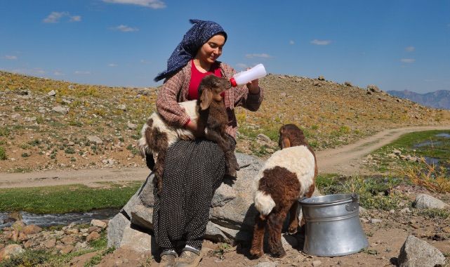 Kuzulara adeta annelik yapıyor