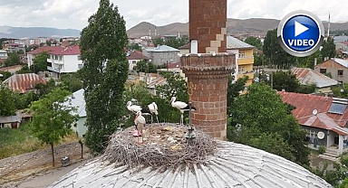 Leylekler yuvalarına temmuzda döndü 
