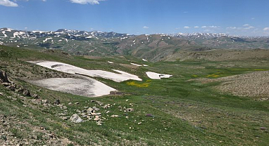 Norduz yaylaları çiçeklerle renklendi