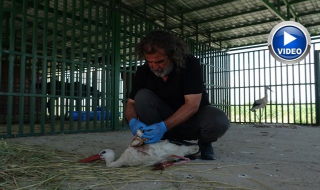 Öksüz yavrular rehabilitasyonun ardından doğaya bırakıldı 