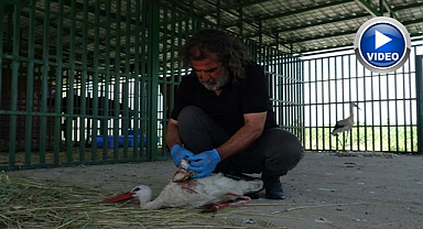 Öksüz yavrular rehabilitasyonun ardından doğaya bırakıldı 