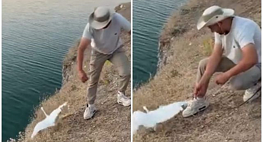 Oltaya balık yerine martı takıldı 