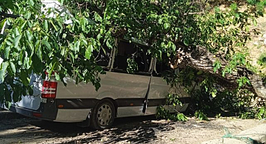 Park halindeki aracın üzerine ceviz ağacı devrildi   