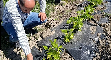 Sera ve bahçelerde denetim   