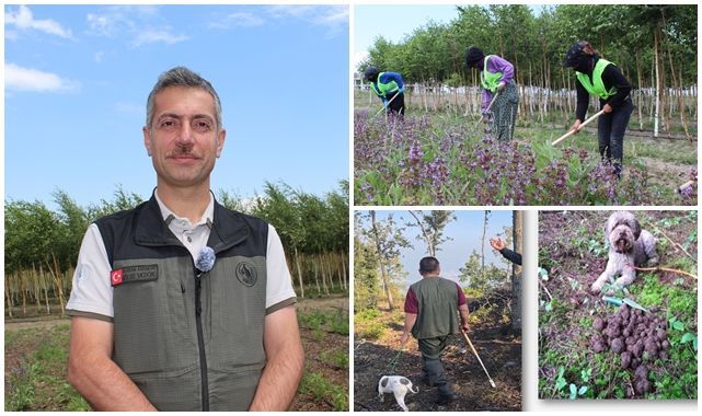 Şifa Bahçeleri ve trüf mantarıyla üretime yeni soluk