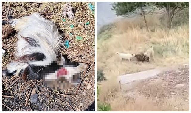 Sokak köpeklerinin hedefi bu defa başkaydı!