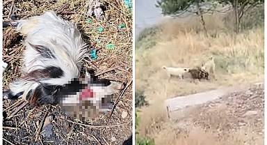 Sokak köpeklerinin hedefi bu defa başkaydı!