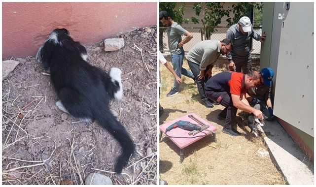 Trafo deliğine sıkışan kedi için seferber oldular