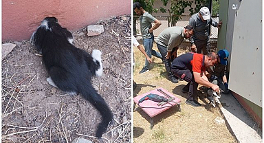 Trafo deliğine sıkışan kedi için seferber oldular