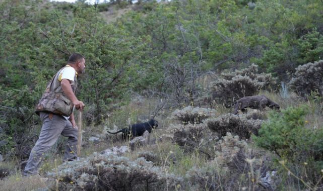 Trüf mantarının izini eğitimli köpekler sürdü   