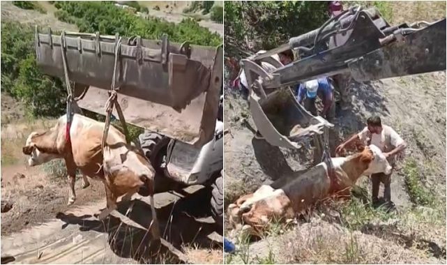 Uçurumdan yuvarlanan inek panik yarattı