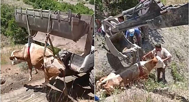 Uçurumdan yuvarlanan inek panik yarattı