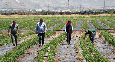 Üreticinin yenilikçi yatırımı yüzünü güldürdü