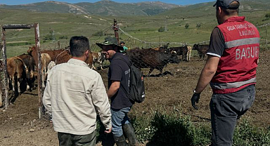 Üreticiye 15 ithal angus gebe düve desteği