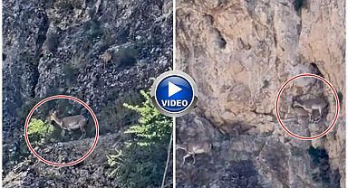 Yaban keçileri sürü halinde görüntülendi   