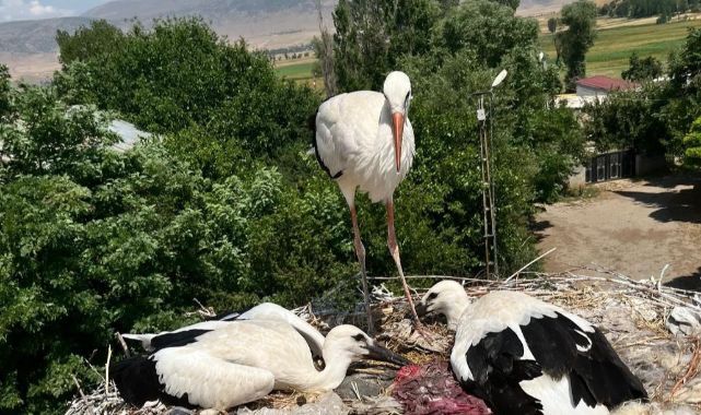 Yaralı leylek ve yavrularına uzanan şefkat eli