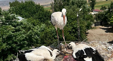 Yaralı leylek ve yavrularına uzanan şefkat eli